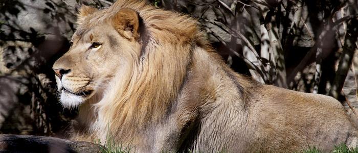 Niagra Big Cat Falls - Philadelphia Zoo