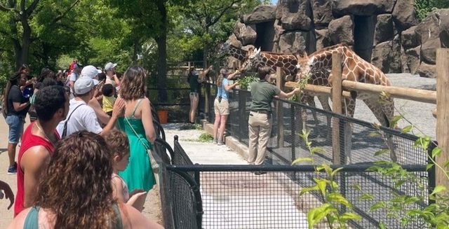 Feed The Giraffes At The Philadelphia Zoo