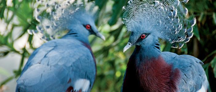 McNeil Avian Center - Philadelphia Zoo