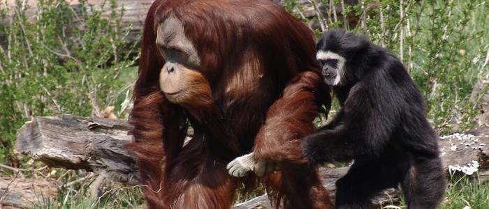 PECO Primate Reserve - Philadelphia Zoo