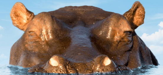 Hippo-Sized Summer Of Fun with Sips Undersea 