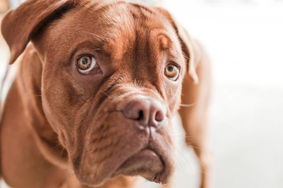 January is National Train Your Dog Month: Dog Training 101