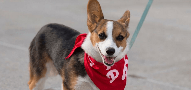 Phillies Salute to Champions and Adoptable Pets & Pet 