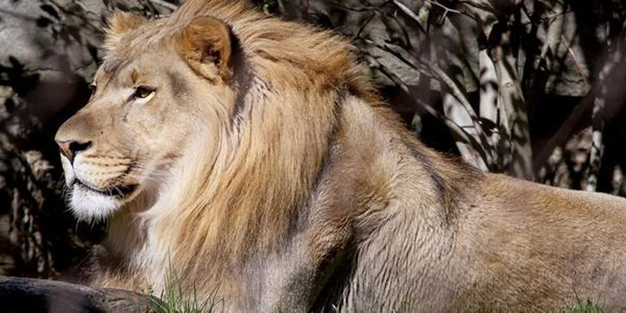 Niagra Big Cat Falls - Philadelphia Zoo