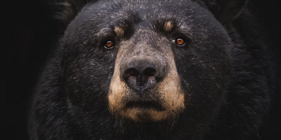 How Many Black Bears Live in Connecticut?