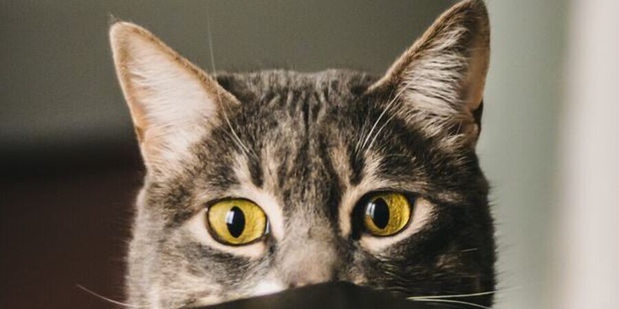 Navigating the World of CBD Oil for Cats in Your Lifestyle