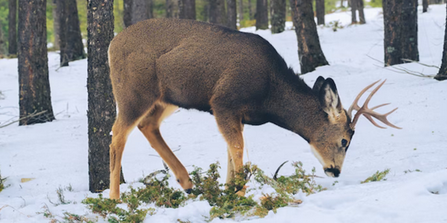 What is The Deer Population in Pennsylvania?