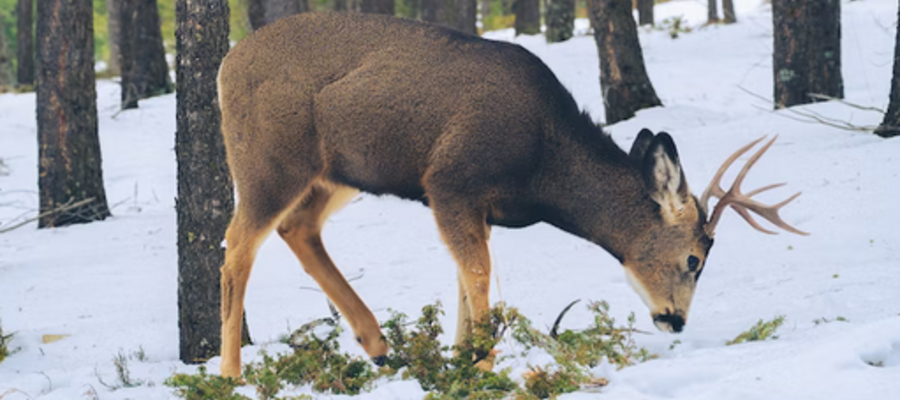 What is The Deer Population in Pennsylvania?