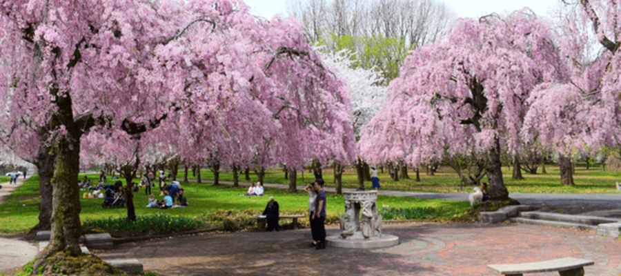 Where to View Cherry Blossoms in Philadelphia