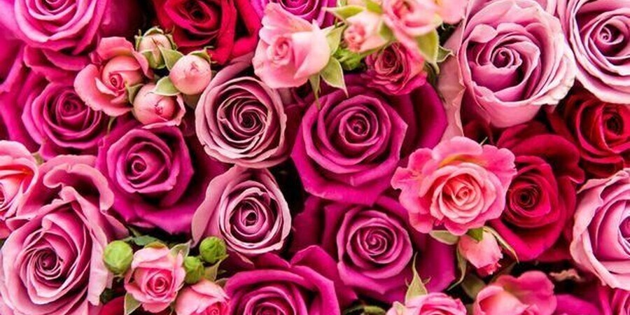 Philadelphia: Valentine Day Flowers Deals