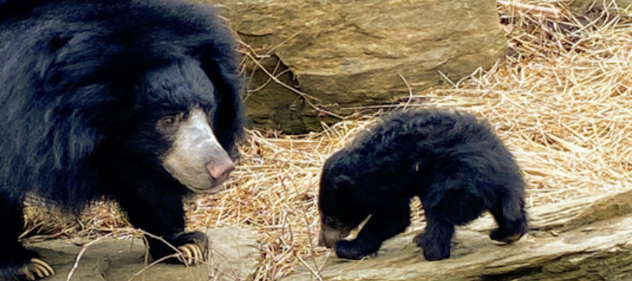 The Philadelphia Zoo's New Baby Sloth Bear Cub