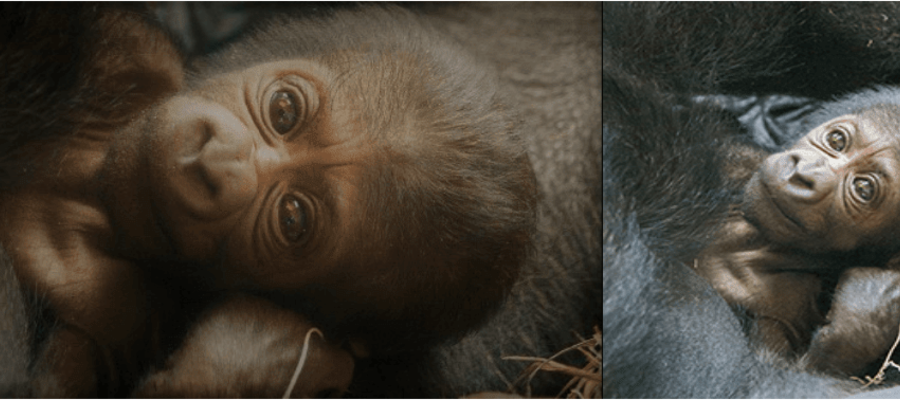 Philadelphia Zoo Welcomes Baby Kira