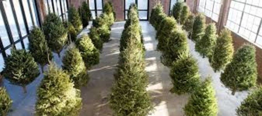Pennsylvania Announces TreeVitalize Grants Available 