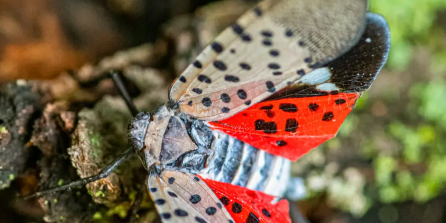 Ohio Wildlife Alert: The Dangerous Pests You Need to Watch Out For Right Now