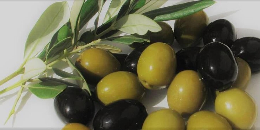 The Olive tree is considered an evergreen tree. These trees can live to be over 2,000 years old. They grow 20-40 feet high and begin to bear fruit between 4 and 8 years old. The tree blooms with small whitish flowers and have a wonderful fragrant.