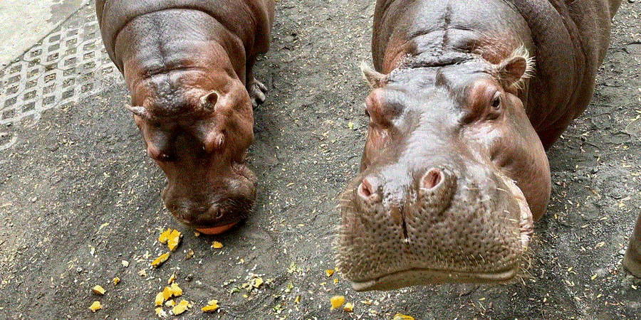 A Hippo Video at the Philadelphia Zoo Goes Viral on Instagram