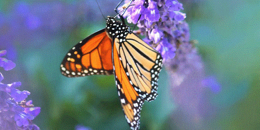 The Spiritual Meaning Behind The Butterfly