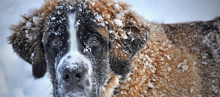 Taking Care of Your Pet in Winter