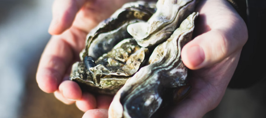 6 Best Oyster Happy Hours in Philadelphia