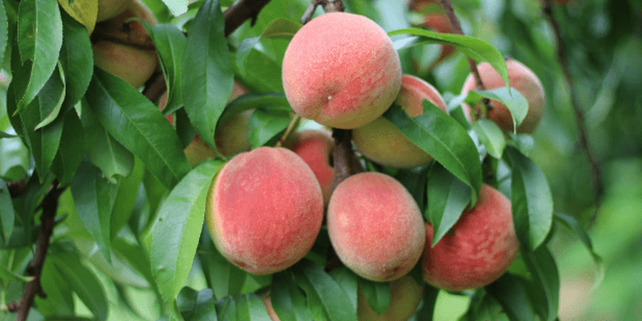 Peach Festival at Linvilla Orchards 
