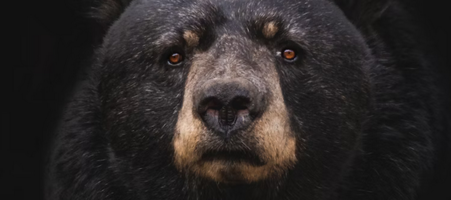 How Many Bears Exist in New Jersey?
