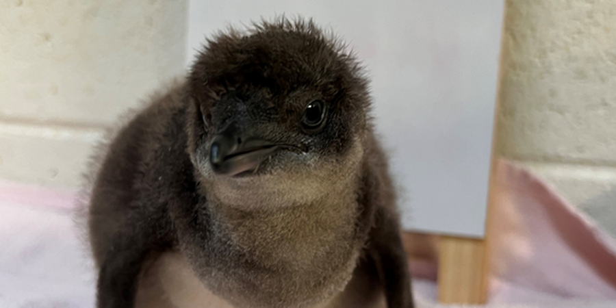 Adventure Aquarium’s Newest Penguin Chick is Named!