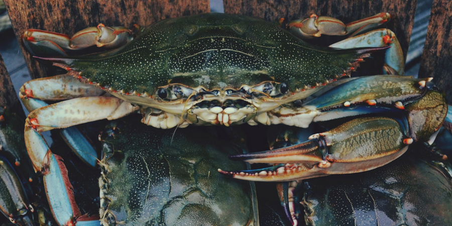 Where Are The Best Crabbing Spots in Delaware?