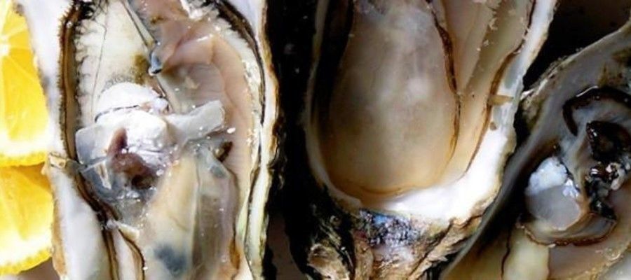 Guide to Cooking Great Oysters