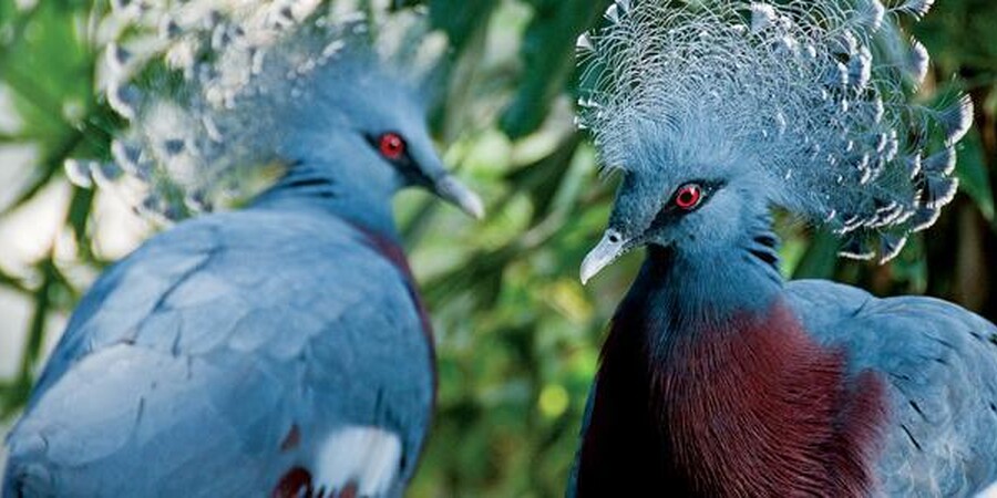 McNeil Avian Center - Philadelphia Zoo
