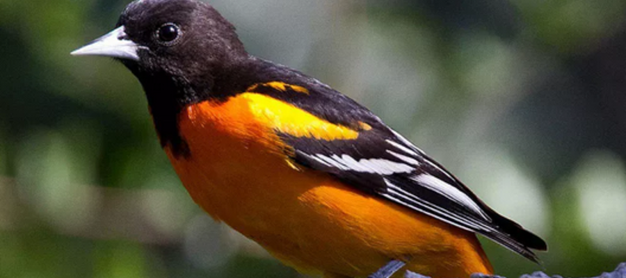 What is Maryland's State Bird?