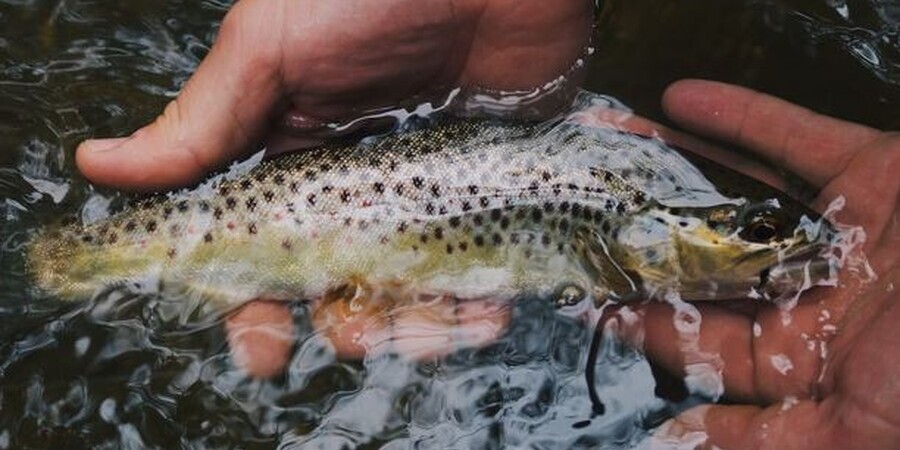 How Many Trout Are Released in Pennsylvania in 2023?