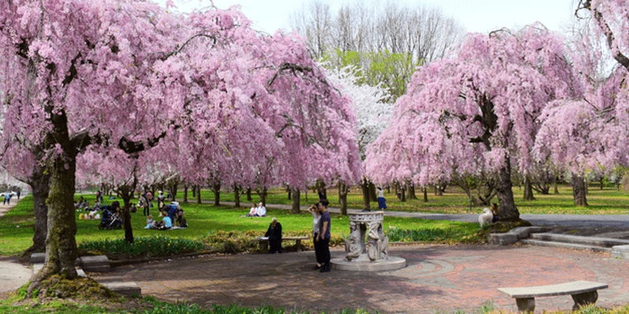 Where to View Cherry Blossoms in Philadelphia