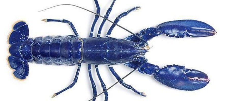 Blue Lobsters Are Real & Rare