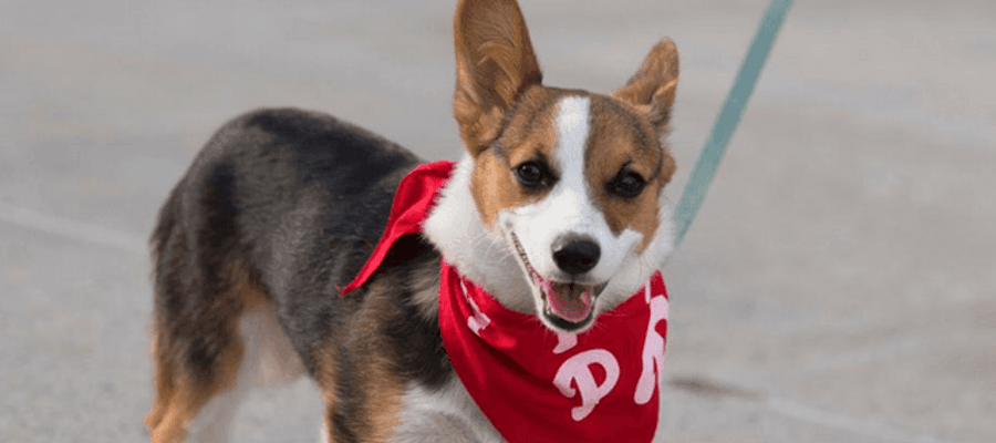 Phillies Salute to Champions and Adoptable Pets & Pet 