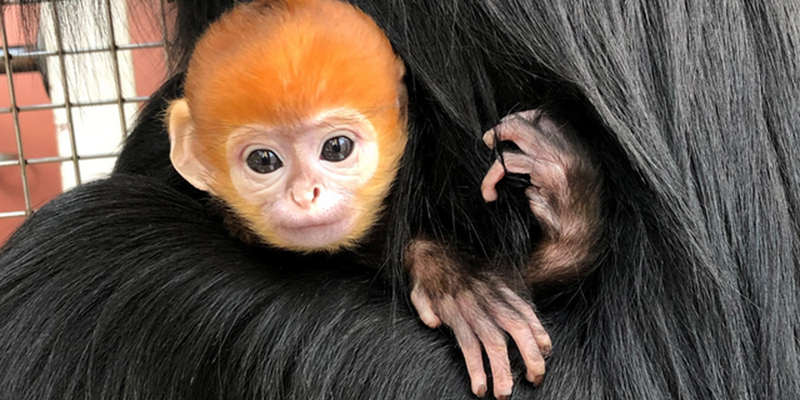 Endangered Langur, Lemur and Gibbon Born at Philly Zoo