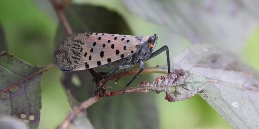 How to Spot Lanternflies in Philadelphia