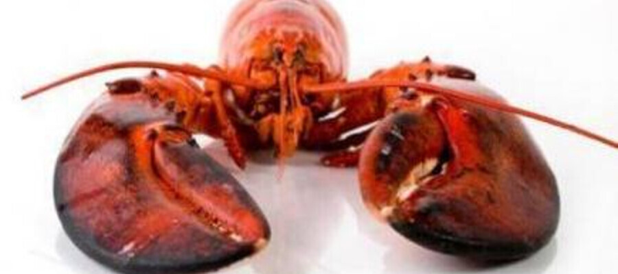 Ocean Prime is Celebrating National Lobster Day