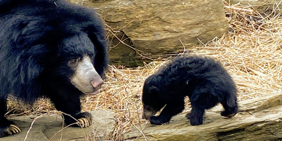 The Philadelphia Zoo's New Baby Sloth Bear Cub