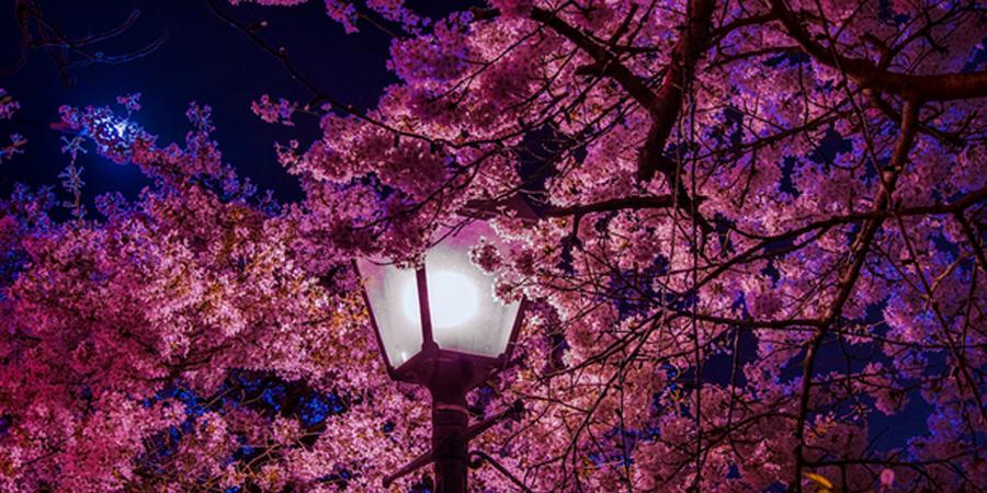Ultimate Guide to Cherry Blossoms in Philadelphia