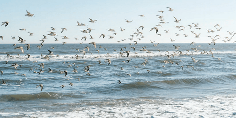 The Best Birding Destination in Cape May, NJ