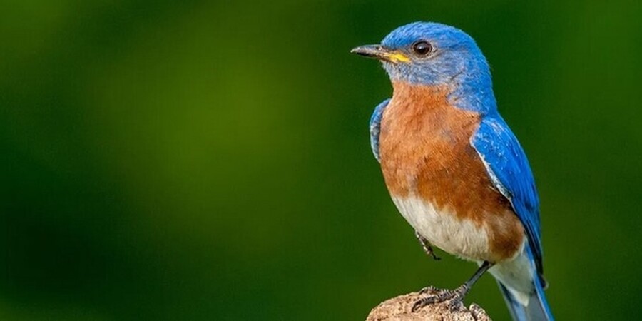 What is The New York's State Bird?