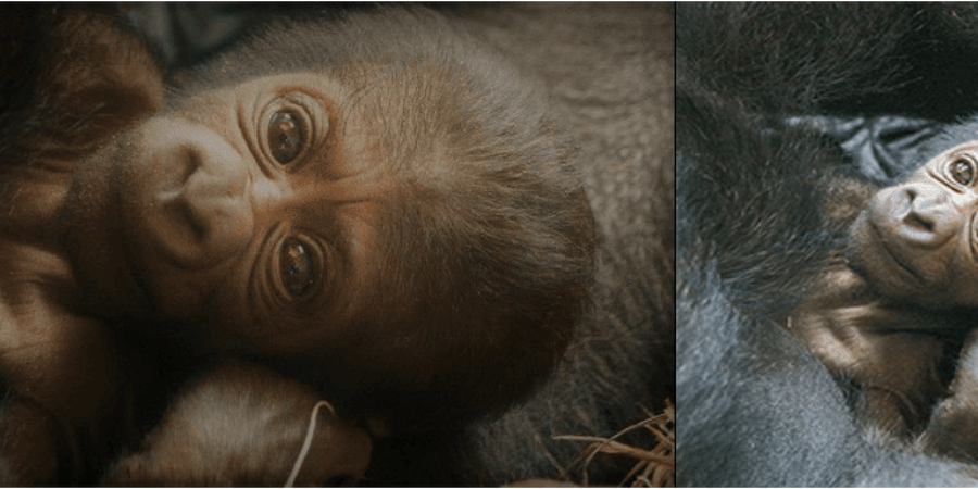 Philadelphia Zoo Welcomes Baby Kira Philadelphia Zoo Welcomes Baby Kira