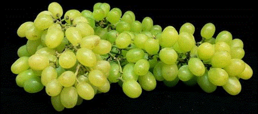 What Are The Possible Health Benefits of Grapes