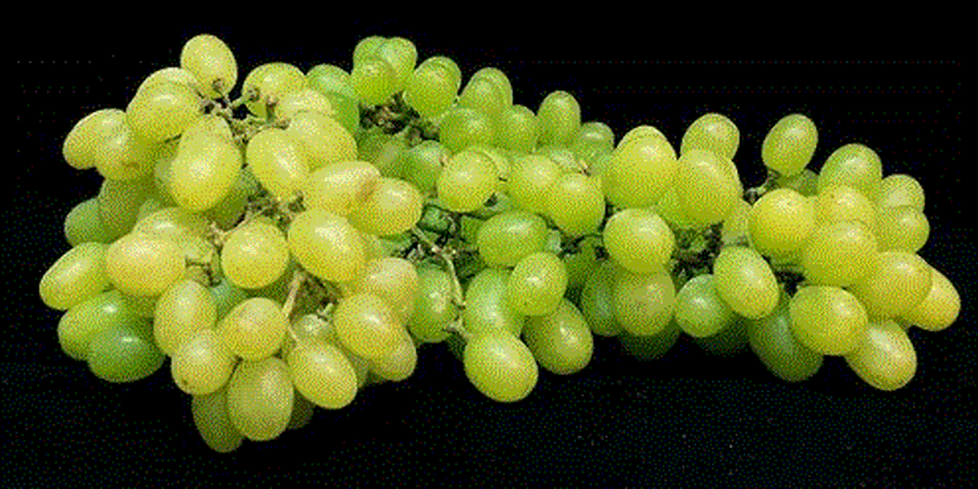 What Are The Possible Health Benefits of Grapes