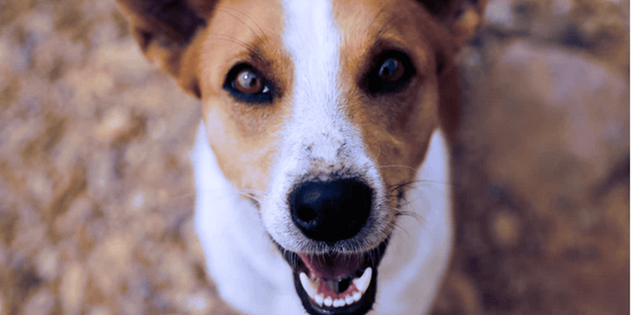 8 Commands Your Dog Should Know