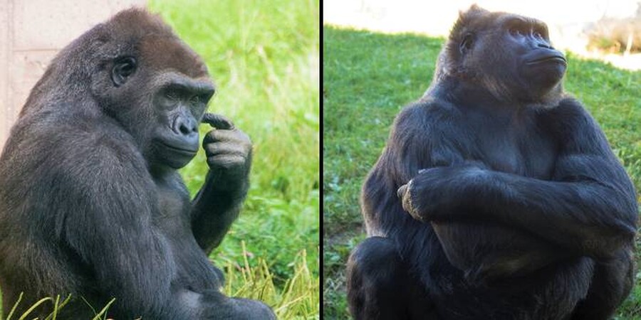 Philadelphia, PA -- Philadelphia Zoo is pleased to announce that Kira, a 17-year-old western lowland gorilla, is pregnant and the baby is expected early summer. Kira’s pregnancy was confirmed through an over-the-counter home pregnancy test, the same test used by humans. This is the first pregnancy for Kira and the third offspring for 32-year -old male Motuba, whose daughter Amani was born at the Zoo just this past August.