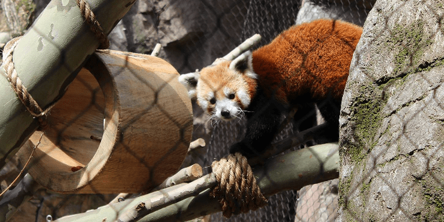 Philadelphia Zoo's Water is Life: Red Panda Pass and Otter Falls