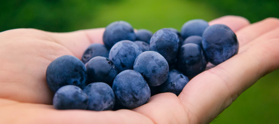New Jersey’s State Fruit: The Delicious Blueberry 