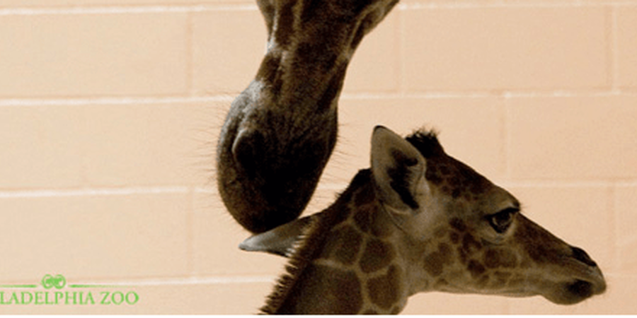  Meet Beau Philadelphia Zoo's New Baby Giraffe