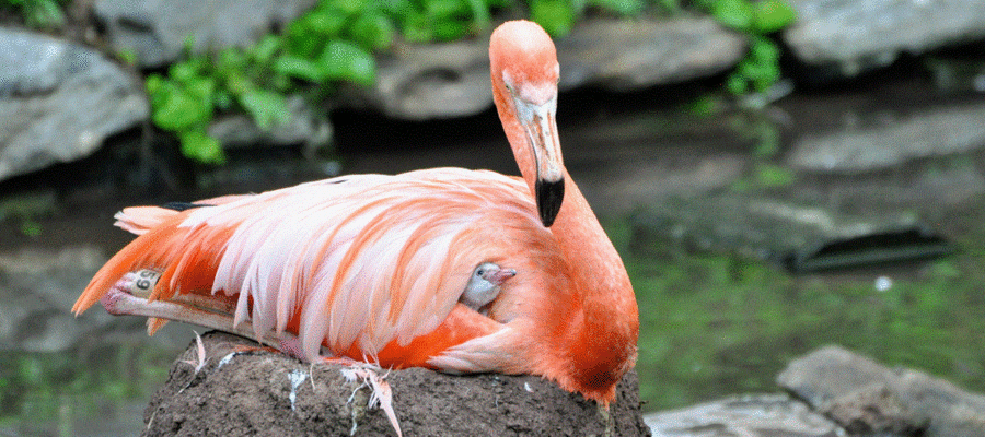 Philadelphia Zoo is pleased to welcome an adorable new member to its ever-growing family: a flamingo chick